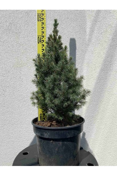 Ялина Дейзі Уайт - 3л/вис.35-45см/Ø15-20см